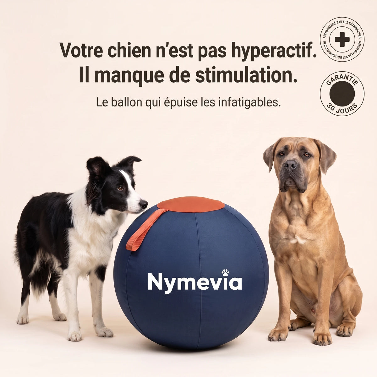 Votre chien n'est pas hyperactif, il manque de stimulation