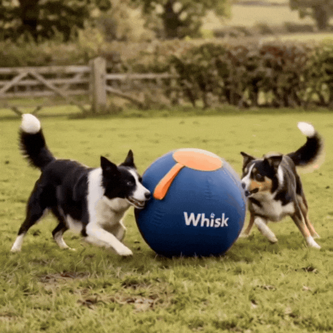 Deux chiens jouant avec le ballon géant
